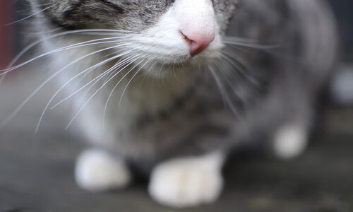 九游app官网下载-_火箭继续奋战，期待突破低谷_，火箭已有新举动