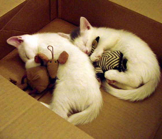 《2025英雄联盟全球总决赛，小组赛火热开启》，英雄联盟2020全球总决赛开幕