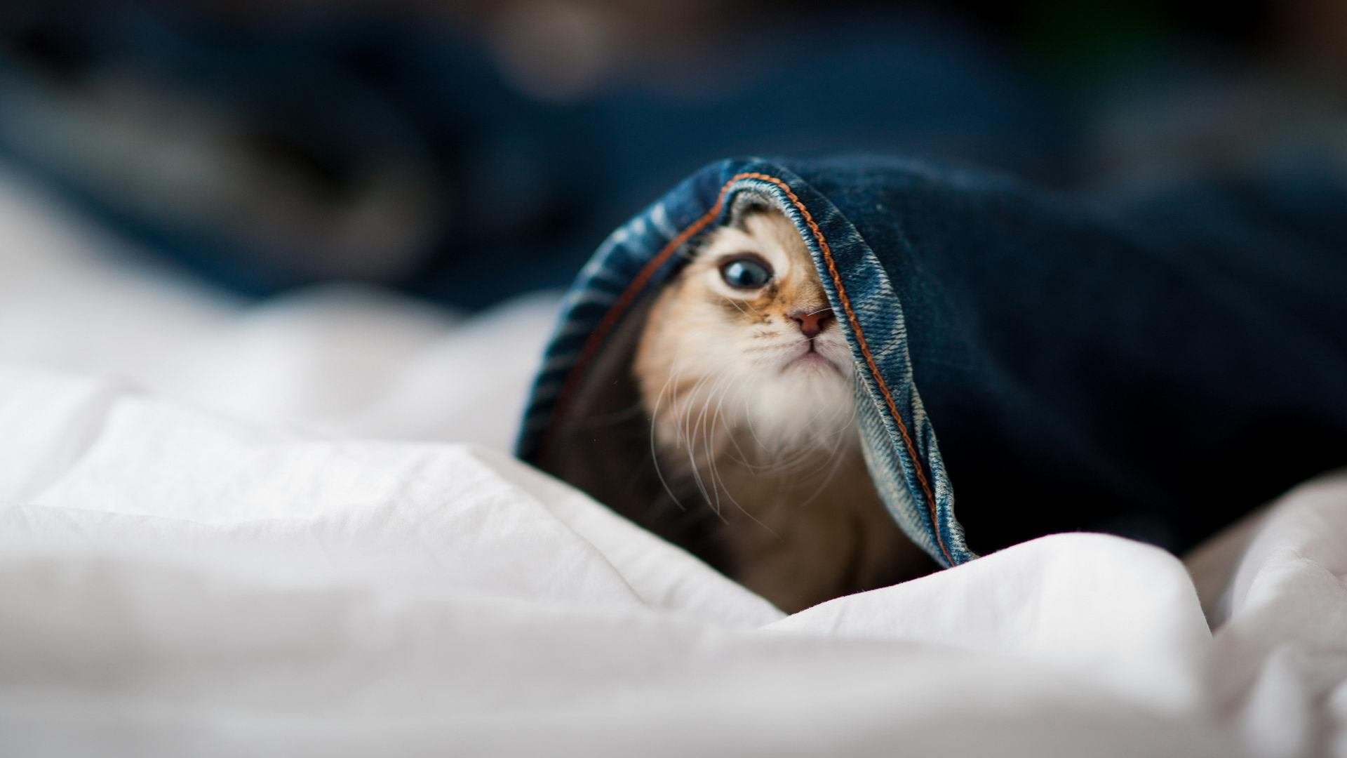 塞内加尔队前锋洛佩斯在巴黎奥运会上表现出色,洛佩和塞万提斯