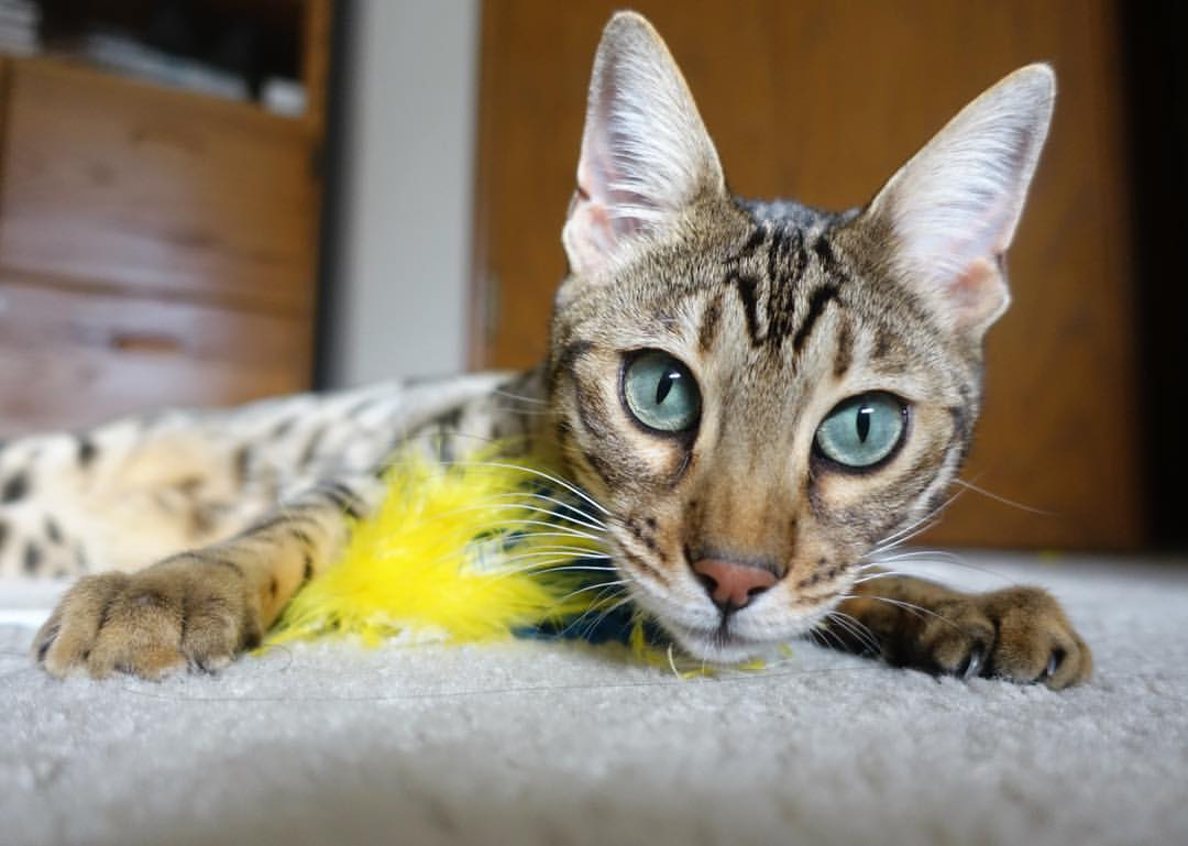 Jiu You-比赛总结：团队协作和高效投篮是取胜关键！，篮球团队配合战术