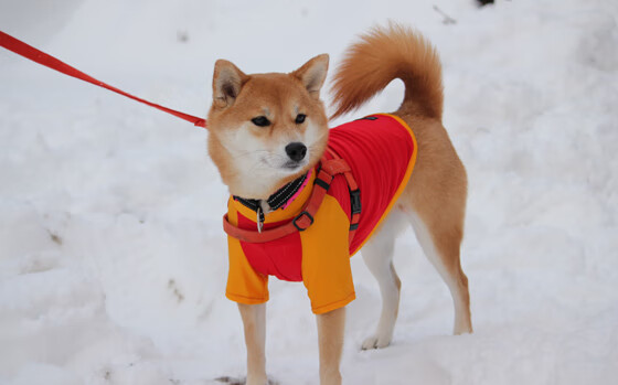 九游登录入口-维克托·文班亚马（Victor Wembanyama）当选2024年NBA最佳新秀，2020年nba最佳新秀什么时候公布