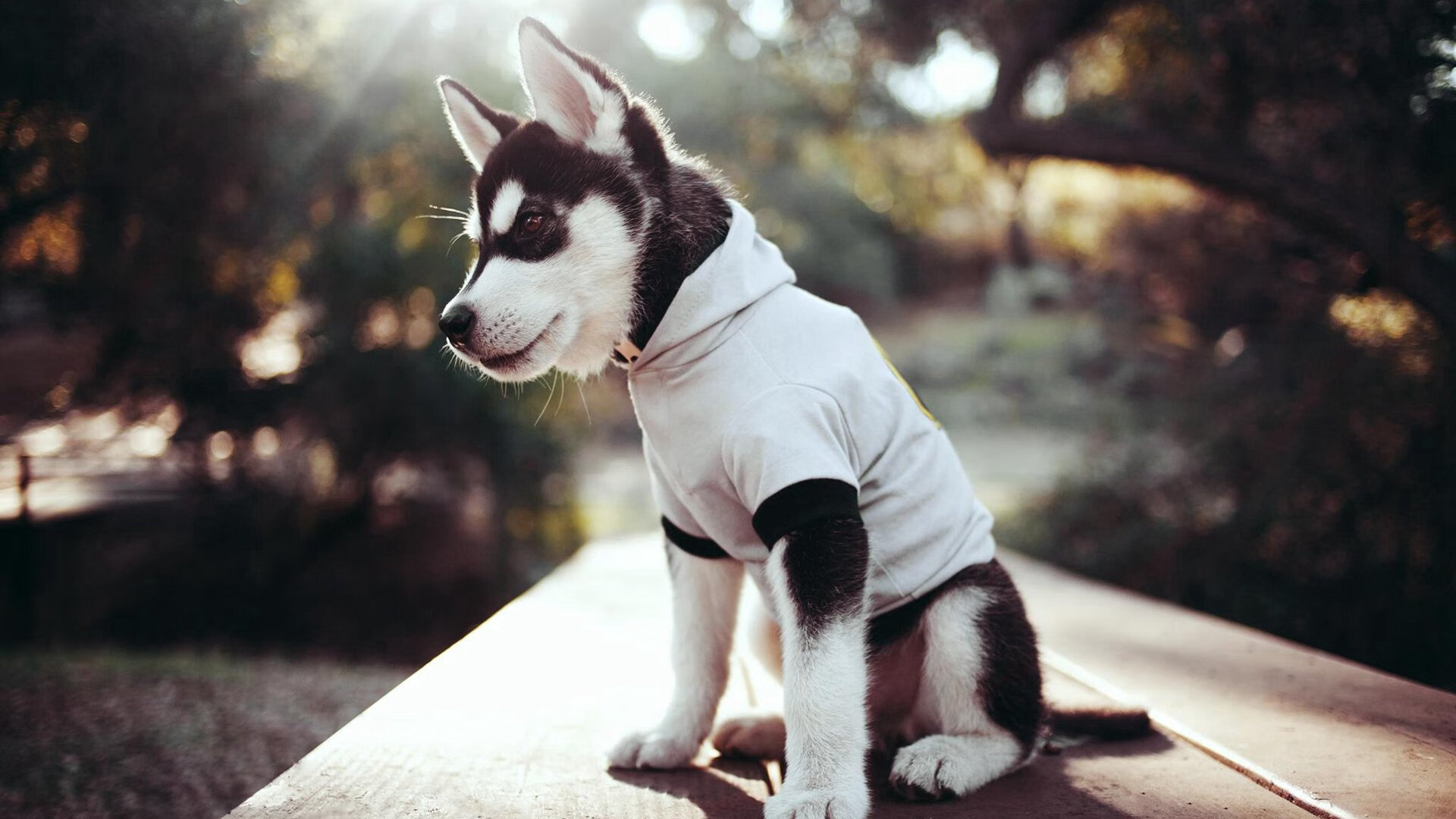 冬奥会场馆全面升级滑雪赛道完成检测,冬奥会场地滑雪