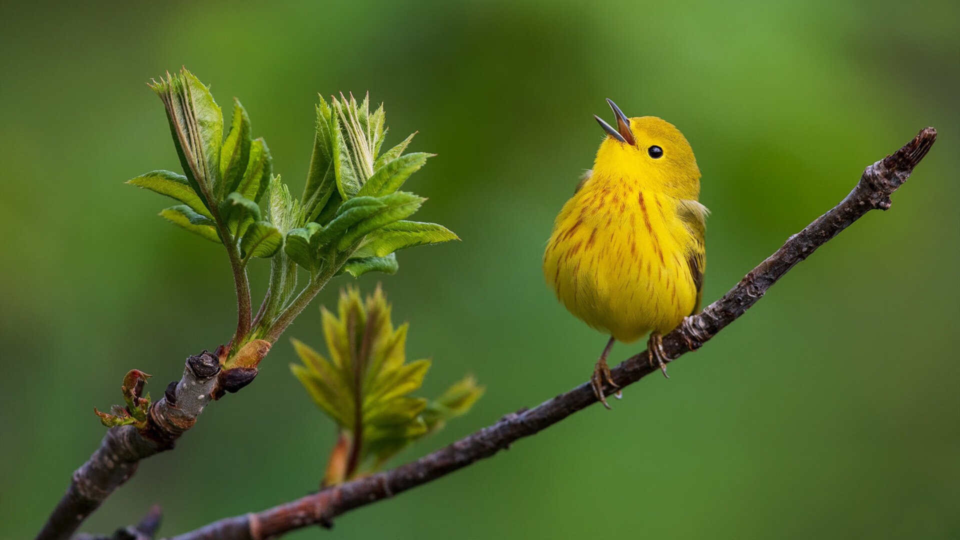 山东泰山防守表现稳固,山东泰山队最新进展