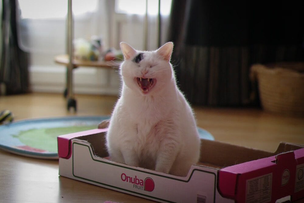 沙特阿拉伯女足首次亮相世界杯，成绩平平，沙特阿拉伯国足世界排名