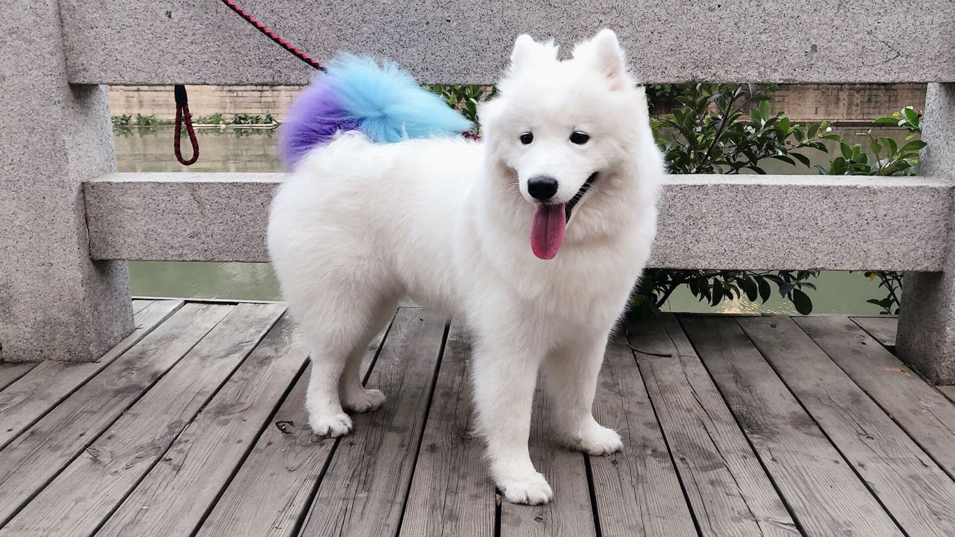 沙特阿拉伯女足首次亮相世界杯，成绩平平，沙特阿拉伯国足世界排名