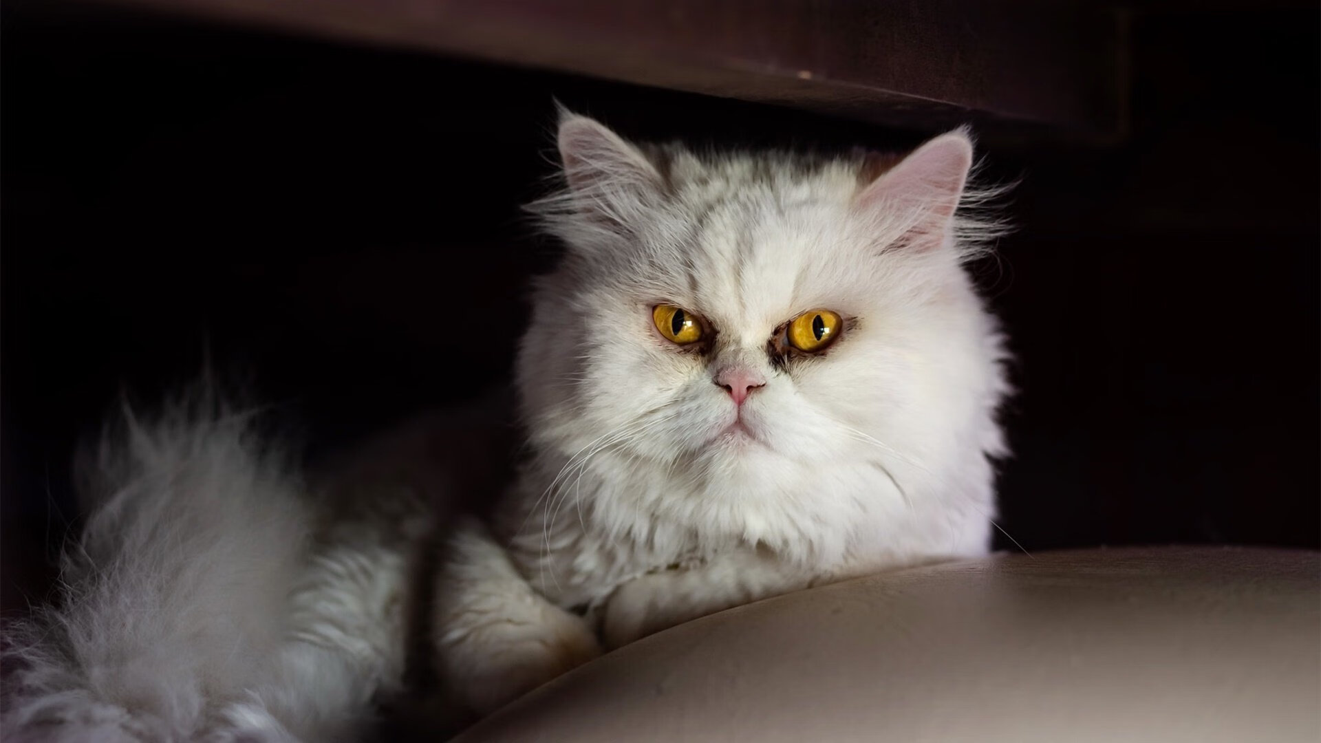 九游娱乐官网 (JIUYOU)-瑞士客场胜保加利亚，积分争夺格局发生变化，瑞士vsl