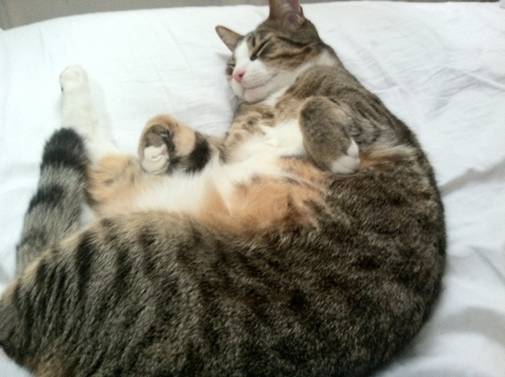 九游网页版官网-青少年体育竞赛规则完善，青少年体育赛事报名平台