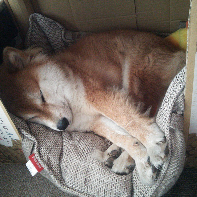 Jiu You-中国男篮再度出征力争亚洲之巅，中国男篮再度出征力争亚洲之巅是哪一年