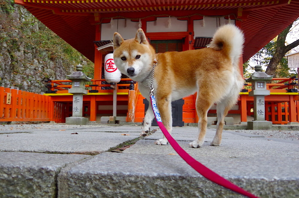 中国女足复仇亚洲杯 热血故事再现绿茵场,请问中国女足