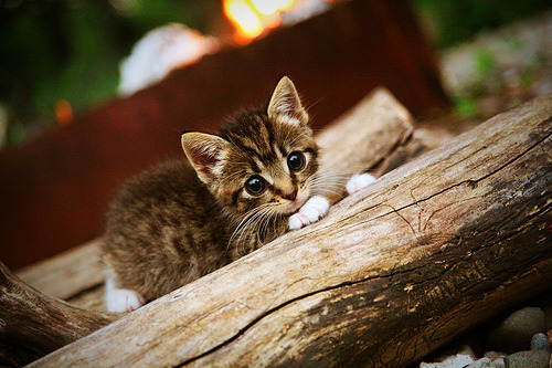 奥运村生活设施完善保障运动员,奥运会保障的工作人员