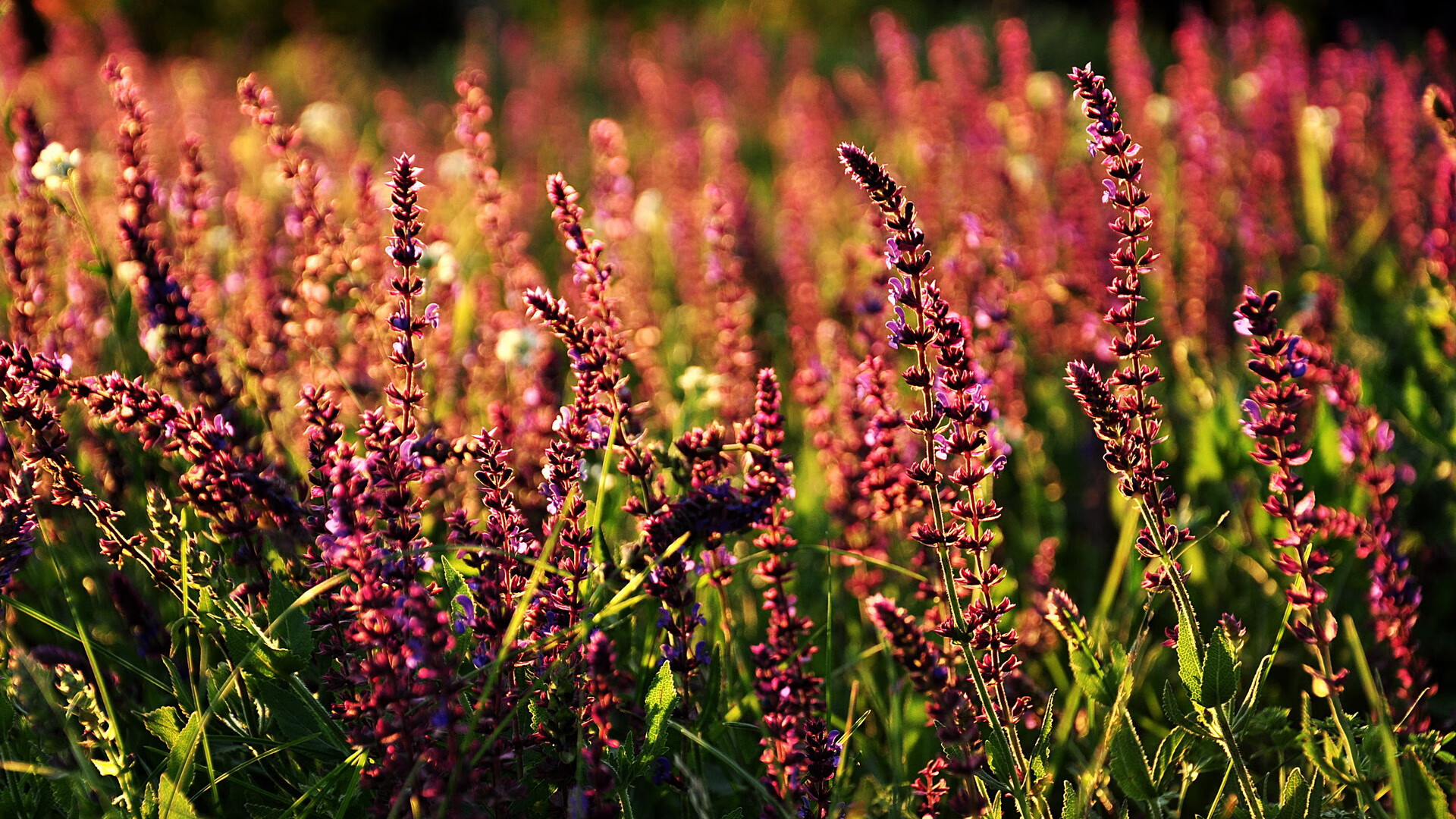 男子接力新组合试验成功，男子接力选手