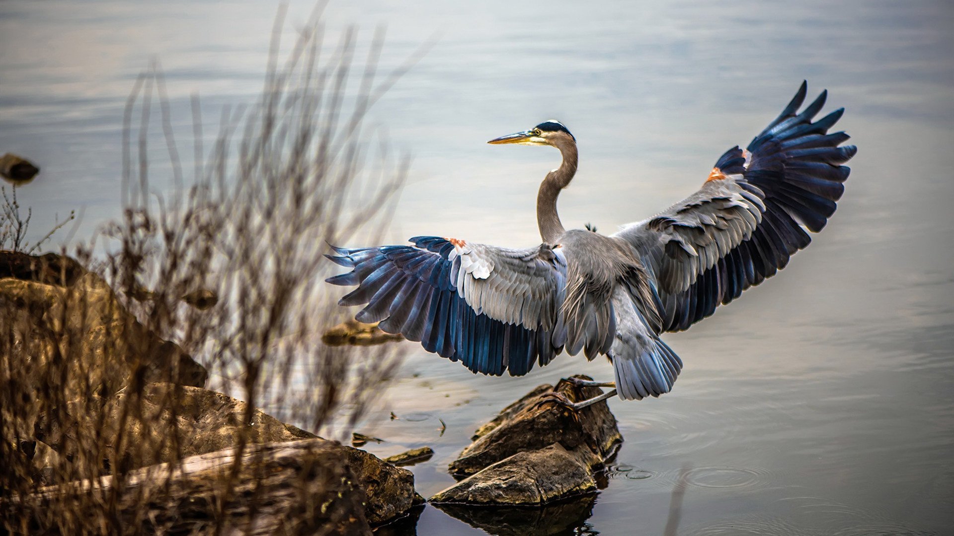 九游APP官网-万乐天50米仰泳技术动作解析，万乐天 游泳
