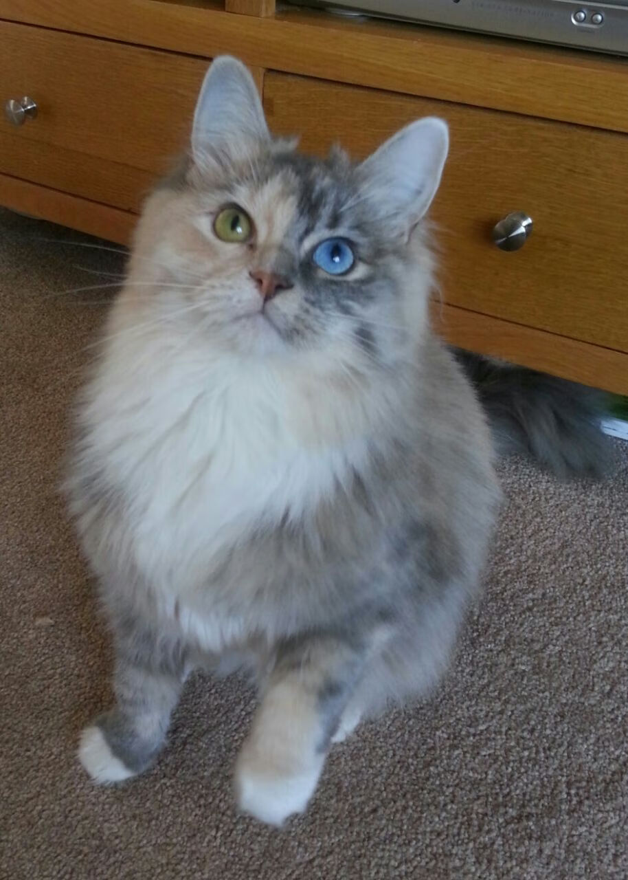 万乐天50米仰泳技术动作解析,万乐天 游泳