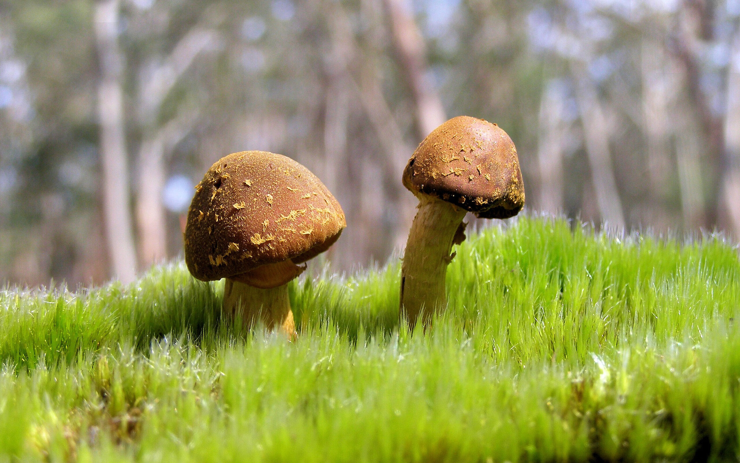 中国篮球市场示范城市联赛实现多元发展路径,中国城市篮球公开赛