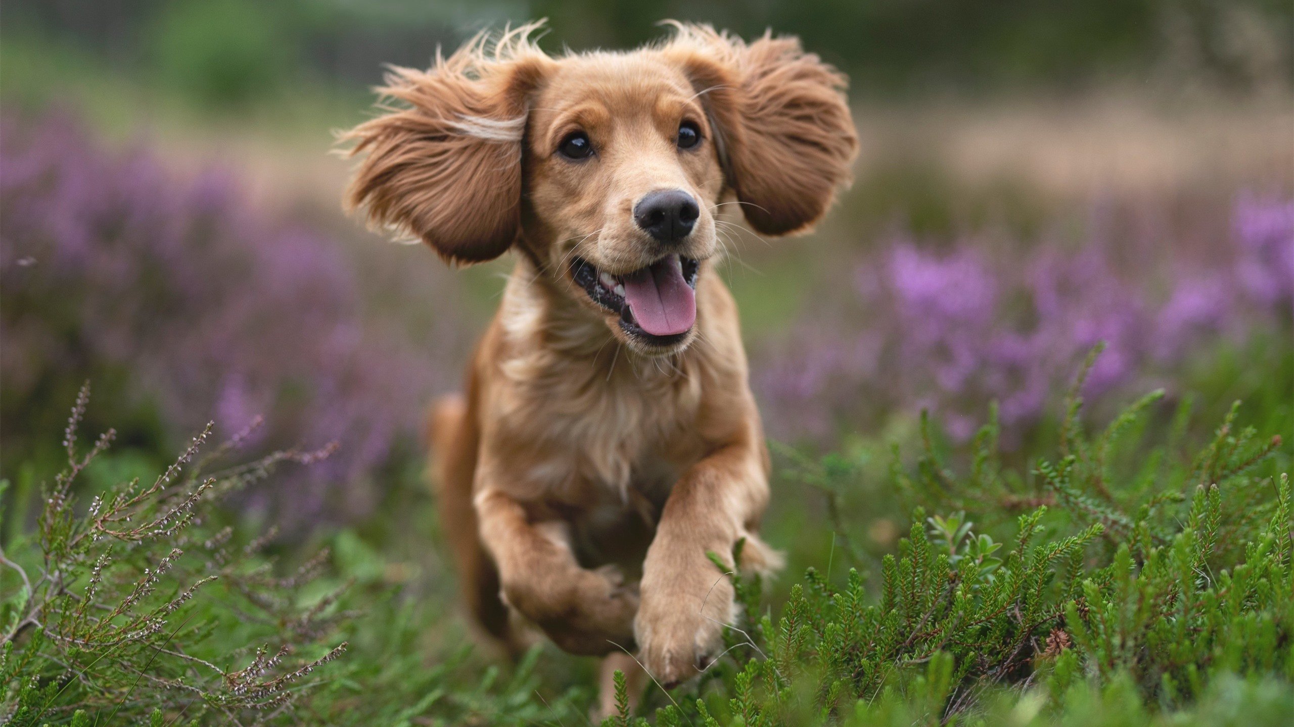 乌干达男篮在非洲大赛中争夺金牌,竞技水平不断提高