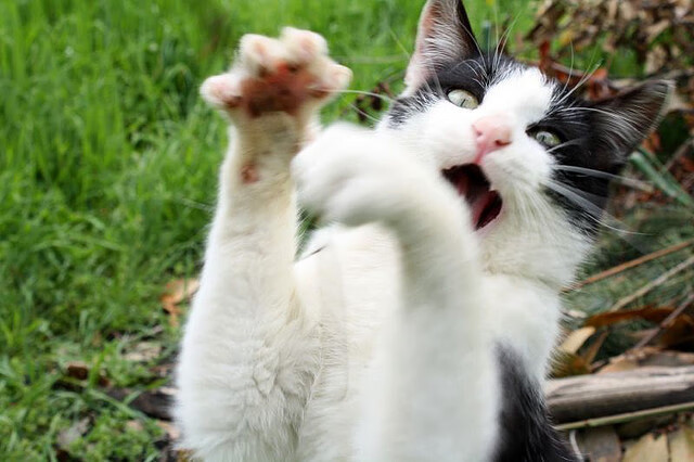 美洲杯明星闪耀：突破、突破、再突破！，美洲杯巨星