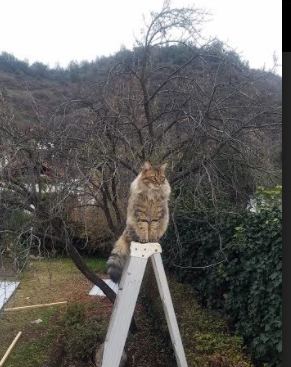 九游游戏中心-西甲绝杀瞬间：舞动球场的极致美学！，舞动足球