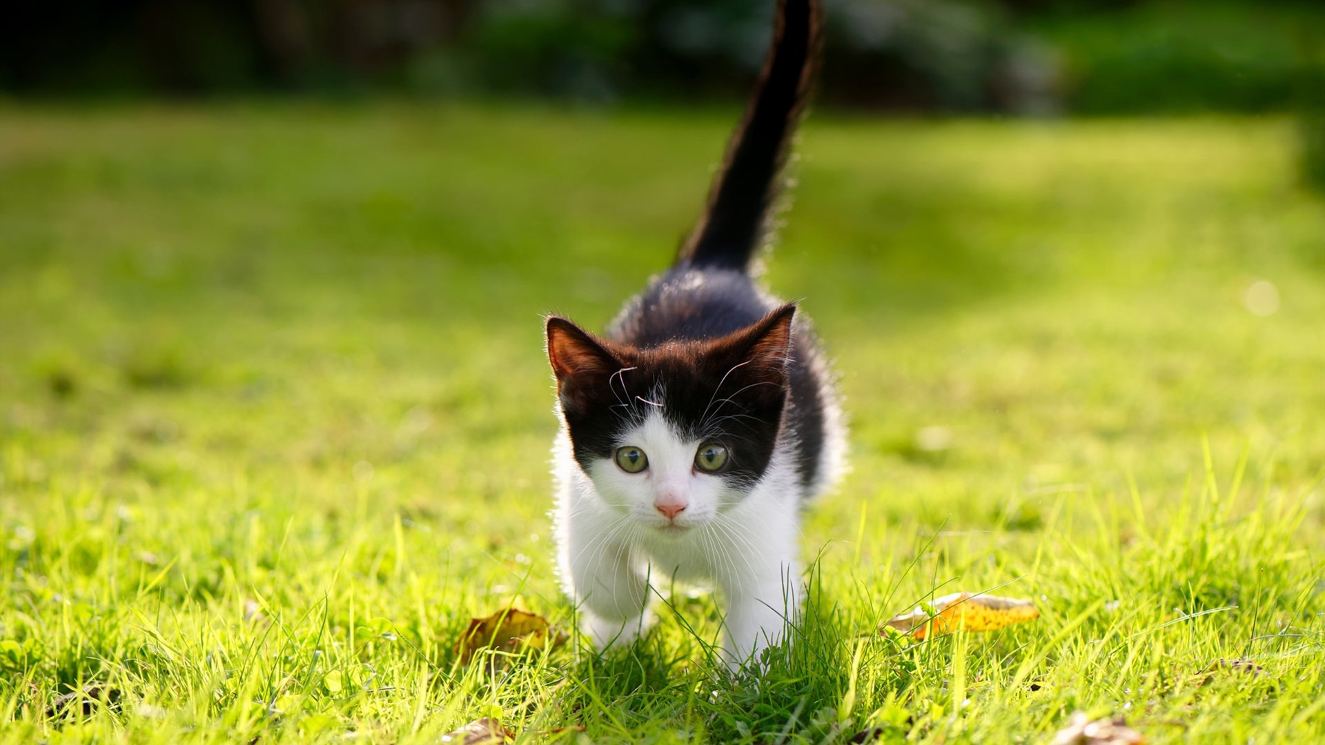 西甲绝杀瞬间:舞动球场的极致美学!,舞动足球