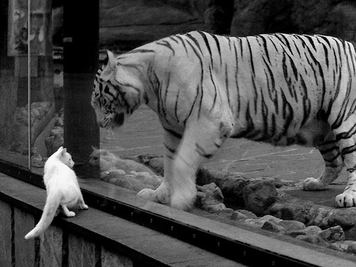 西甲激情时刻:每一次突破都令人振奋!,西甲精彩