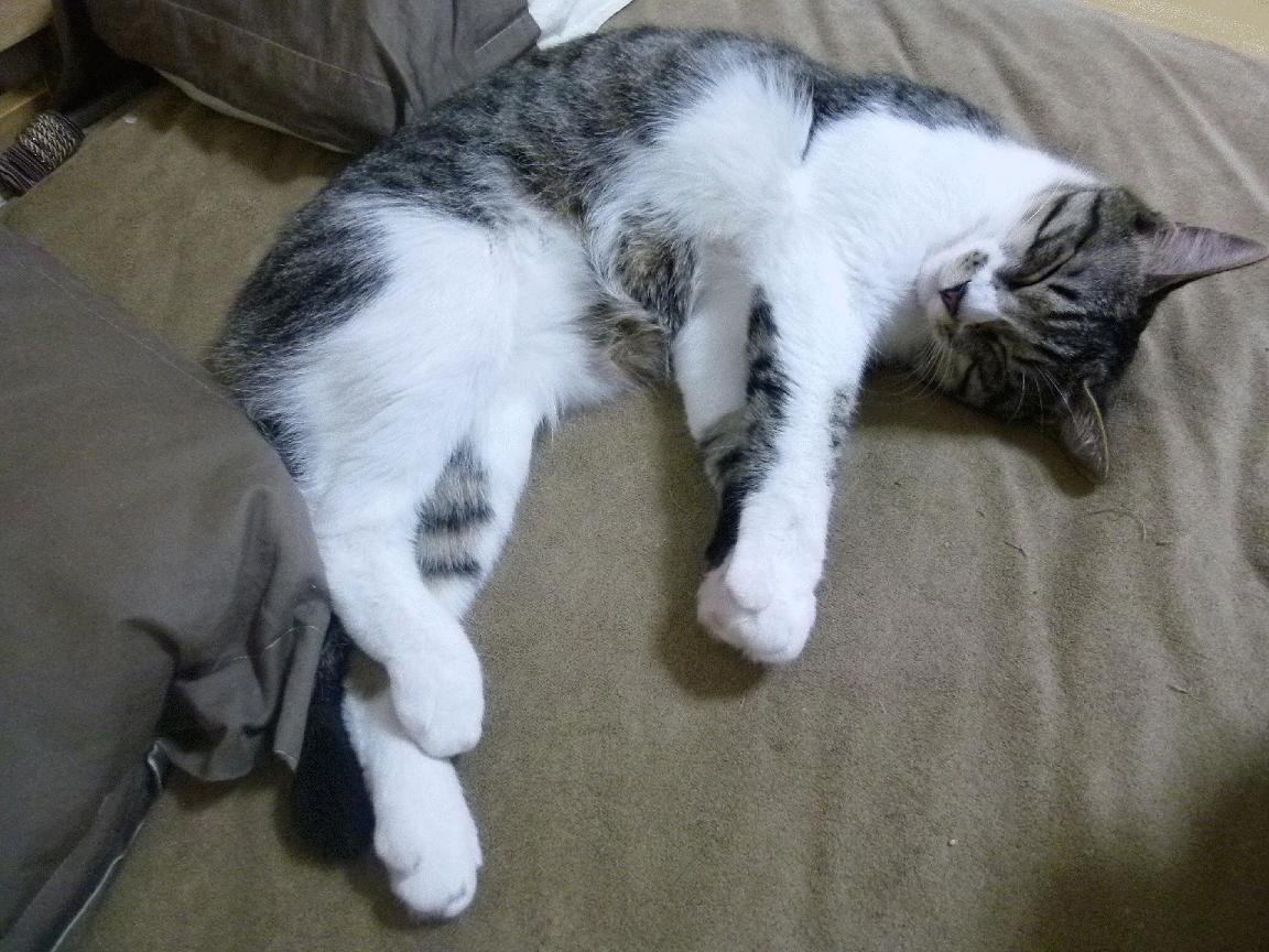 西甲最佳瞬间：精妙进球引爆全场，西甲精彩进球