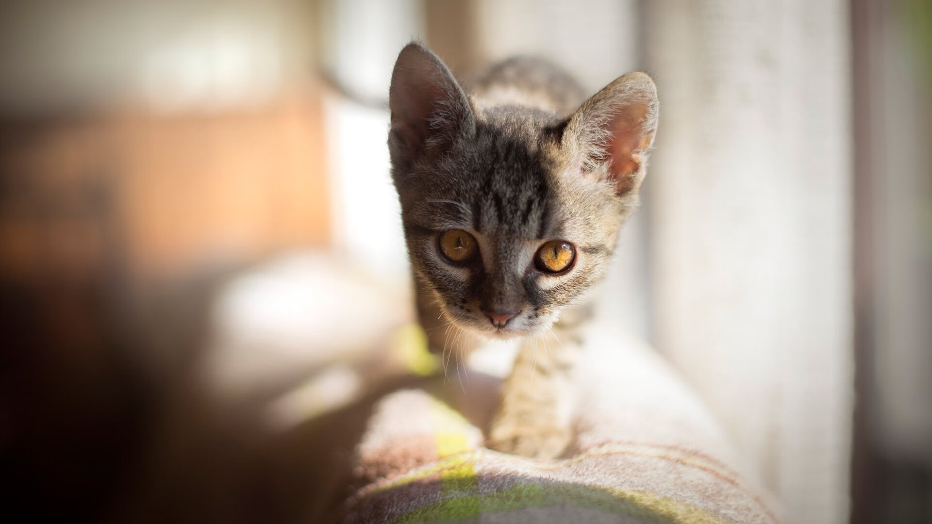JiuyouAPP下载-跳水动作完成度高荷兰获高分，荷兰跳水女运动员